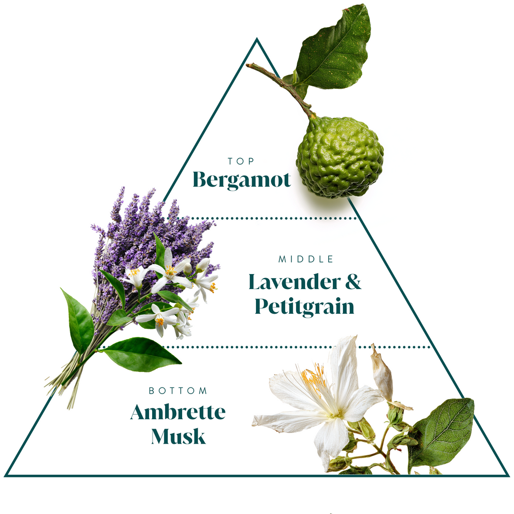 Scent pyramid: Bergamot top, Lavender & Petitgrain middle, Ambrette Musk bottom
