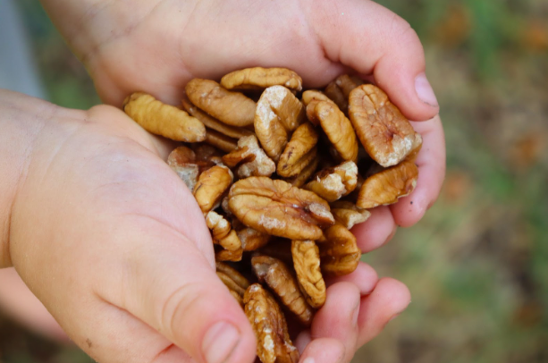 Organic pecan halves held in hands, showing toasted brown kernels