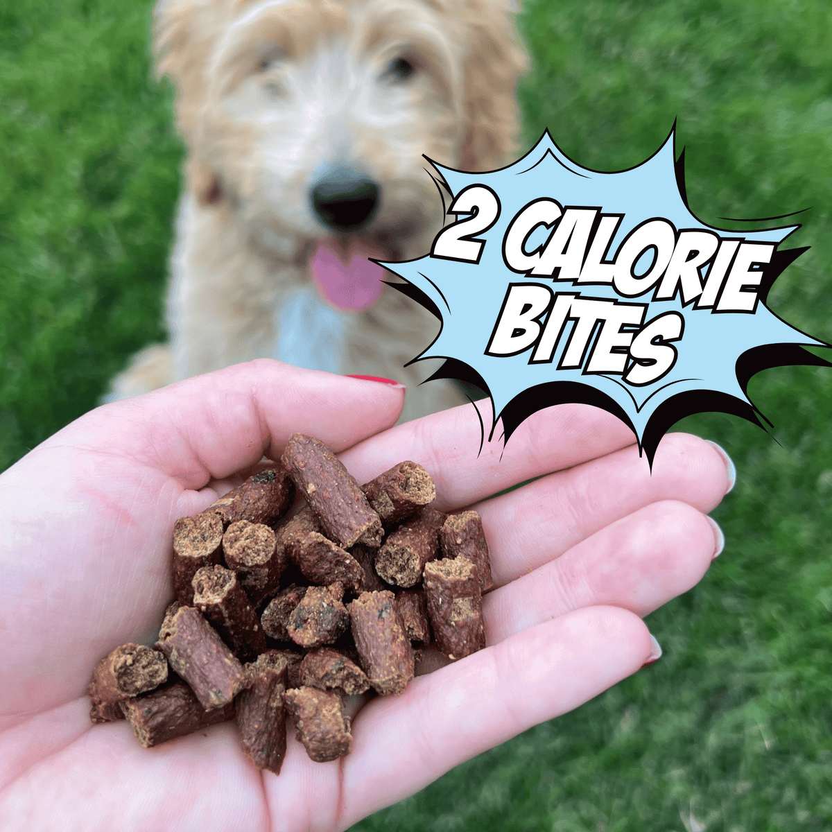 Hands holding dark brown dog treat bites over green grass, outdoor close-up.