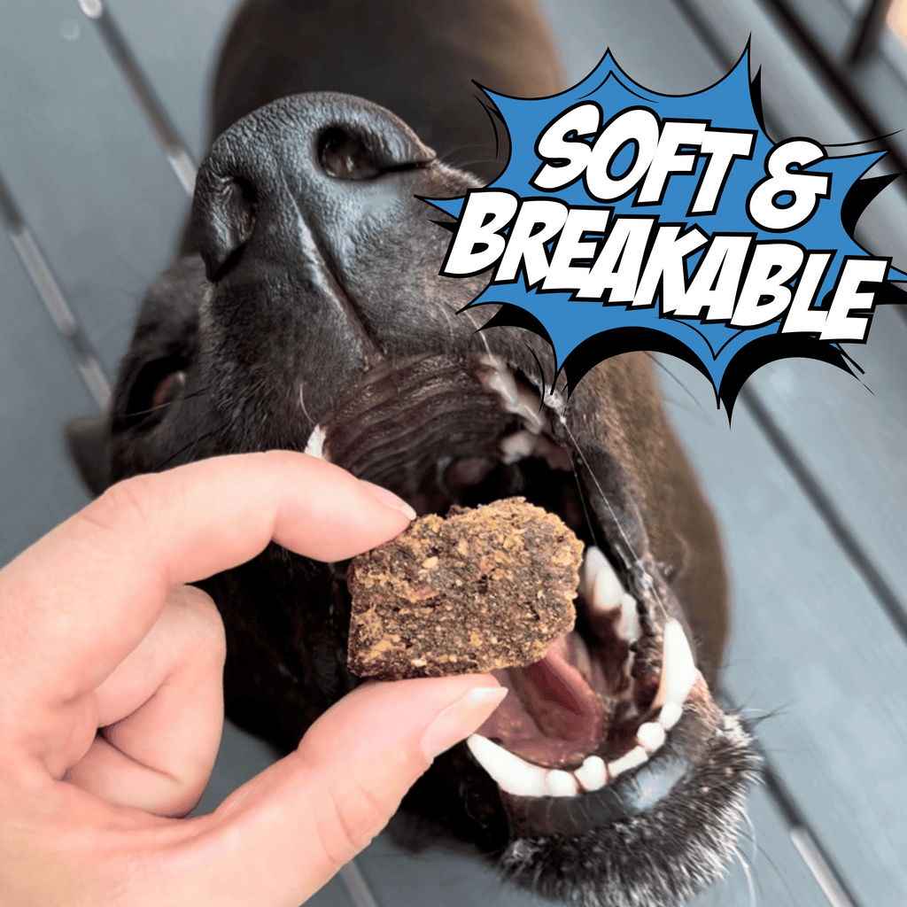 Hand offering a dark treat chunk to a dog’s open mouth, close-up.