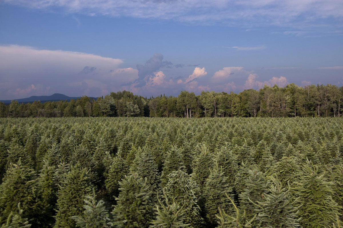 Balsam fir Christmas tree field with rows of dense evergreen trees