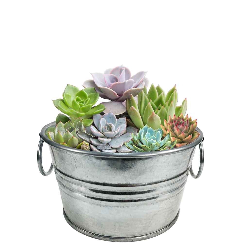 Metal pail filled with assorted colorful succulents, including rosette and pointed varieties.