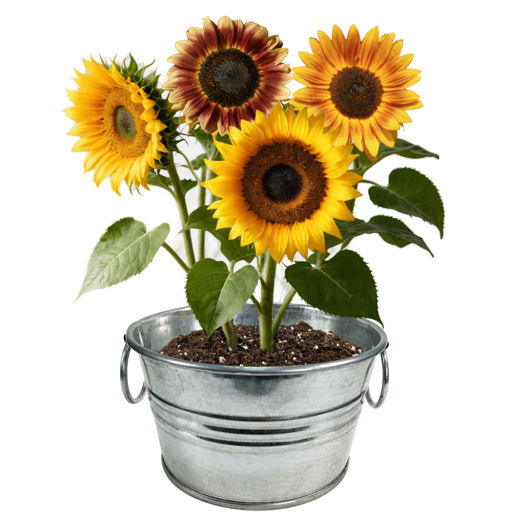 Sunflower growing kit shown as a galvanized pail holding four blooming sunflowers
