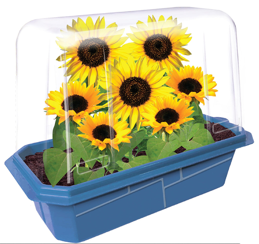 Dwarf sunflower sprouter terrarium with a clear dome, blue tray, soil, and growing sunflowers.
