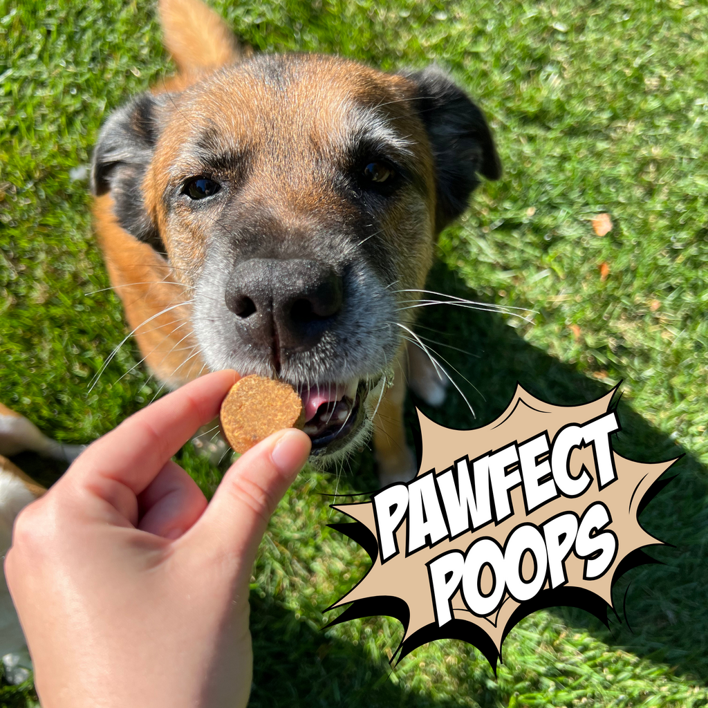 Round crunchy dog biscuit treat offered by hand to a dog