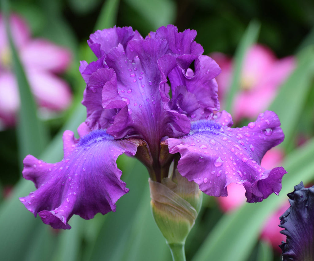 Swingtown fragrant bearded iris with ruffled purple petals and water droplets