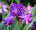 Swingtown fragrant bearded iris with ruffled purple petals and water droplets