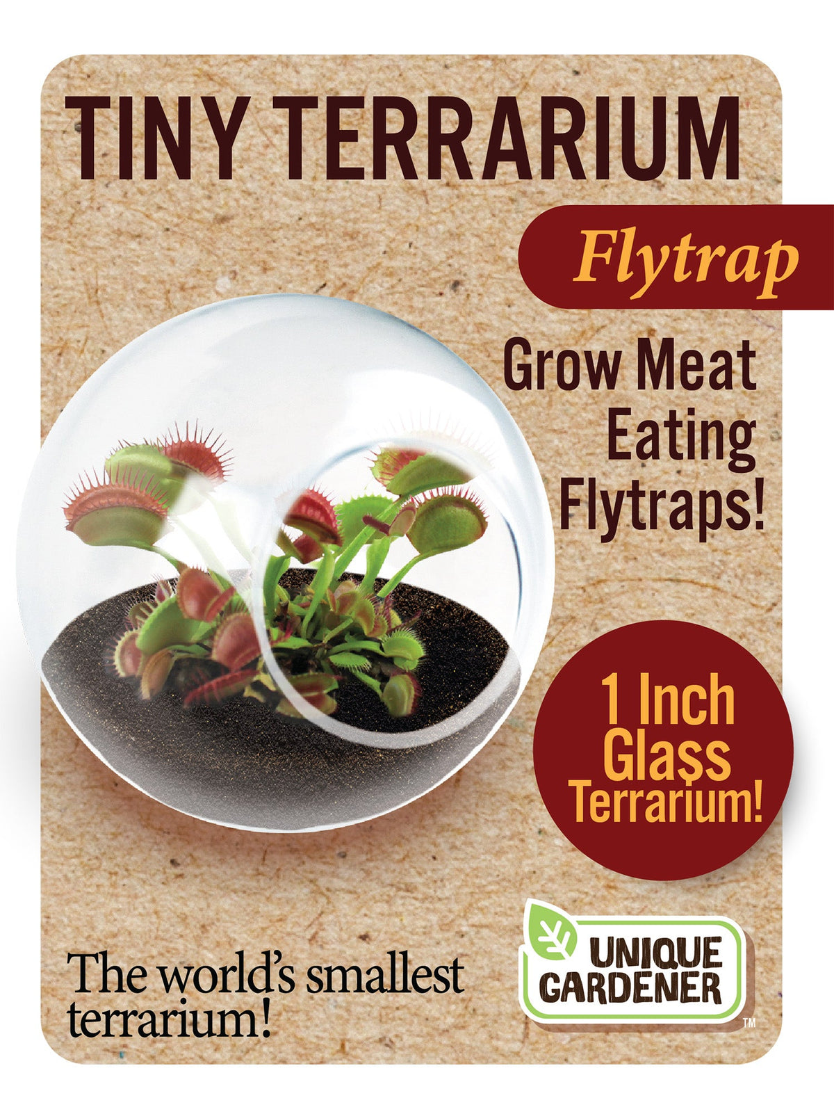Flytrap terrarium kit with a one-inch glass globe and Venus flytraps