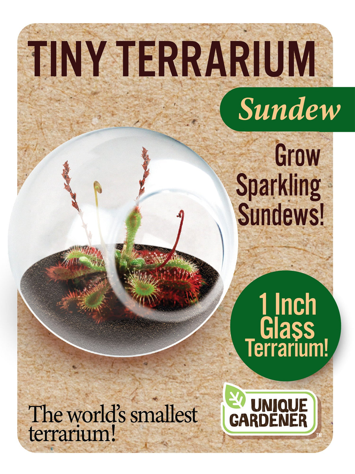 Sundew terrarium kit with a one-inch glass globe and sundew plants