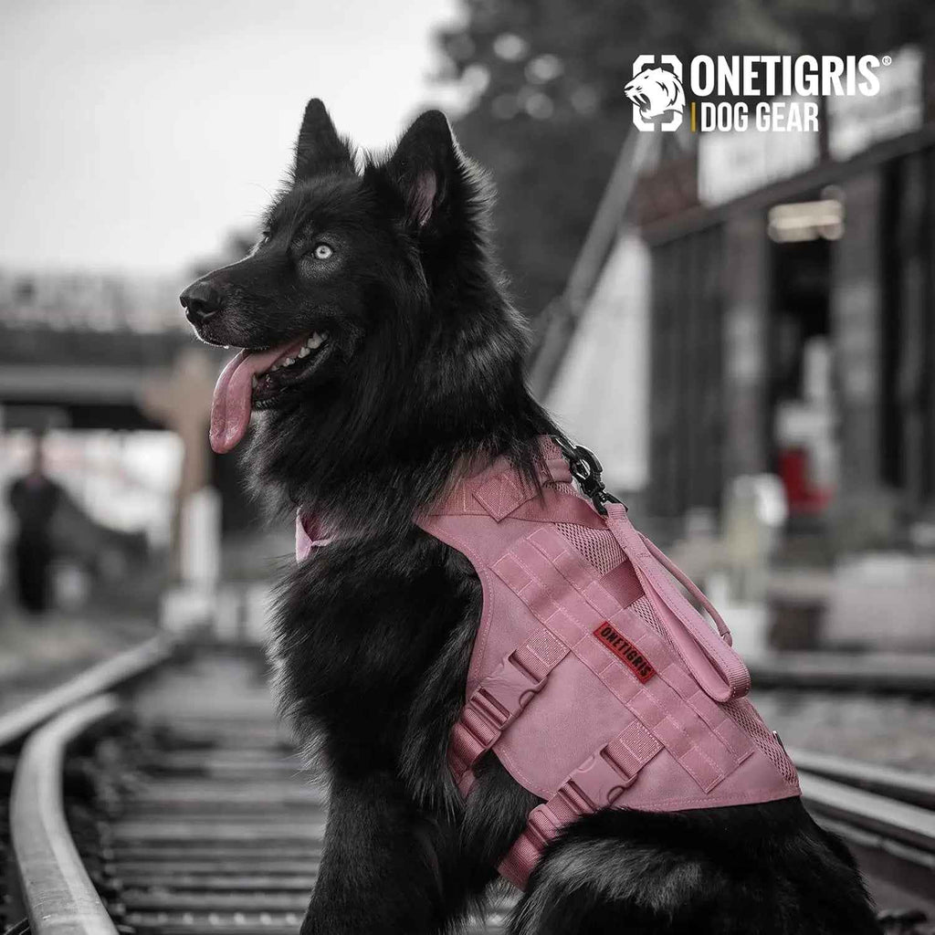 Pink tactical dog harness with adjustable straps and padded handle, shown on a seated dog