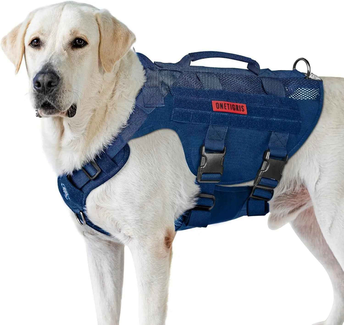 Blue tactical dog harness with top handle, adjustable straps and quick-release buckles, worn by a dog