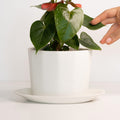 Silk White oval porcelain planter with matching saucer holding leafy plants