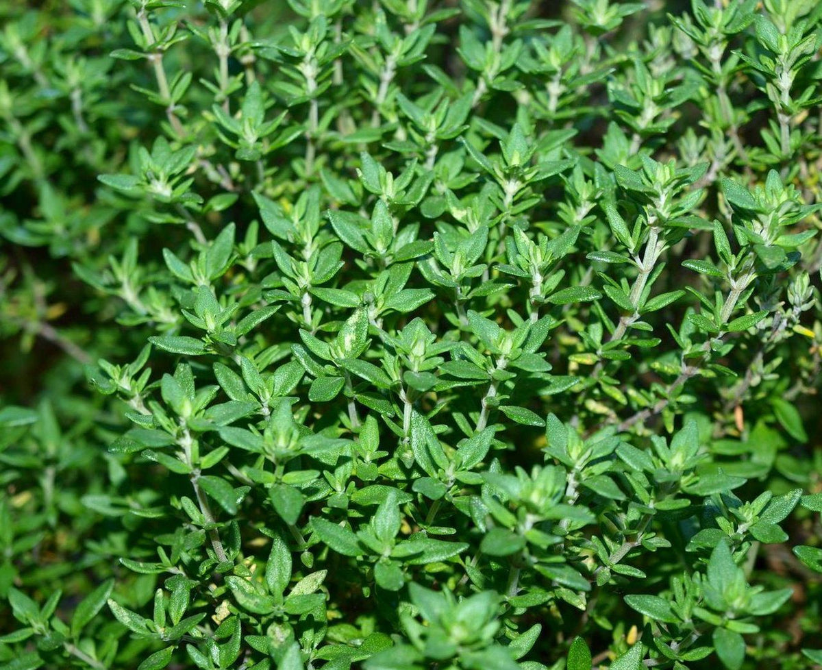 Fresh green thyme plant with dense small leaves