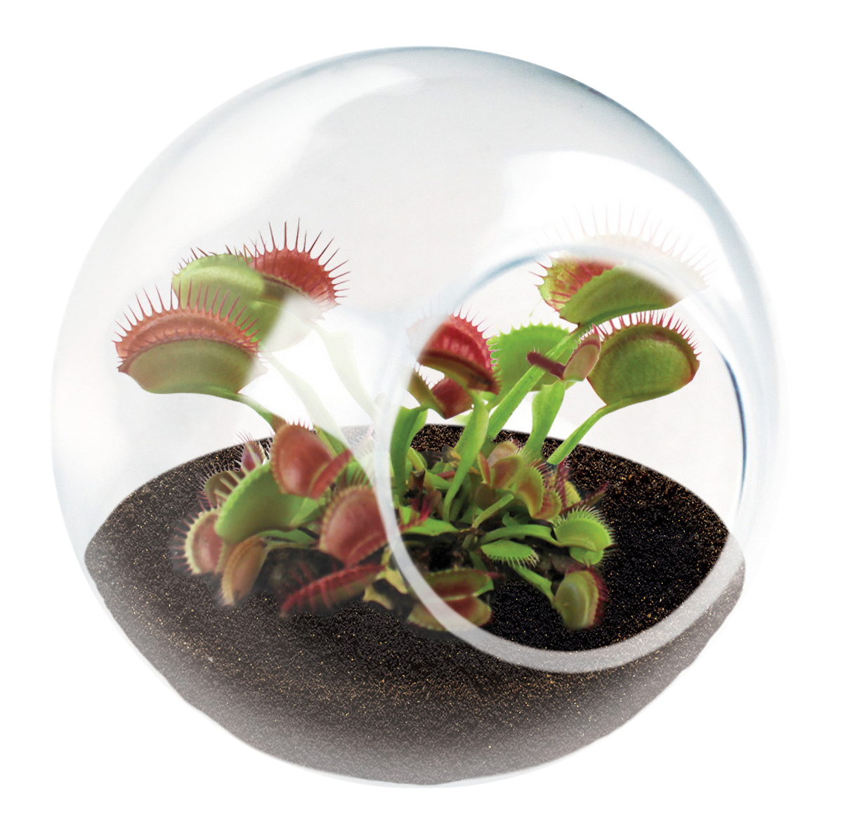 Tiny glass terrarium with green and red Venus flytraps in dark soil