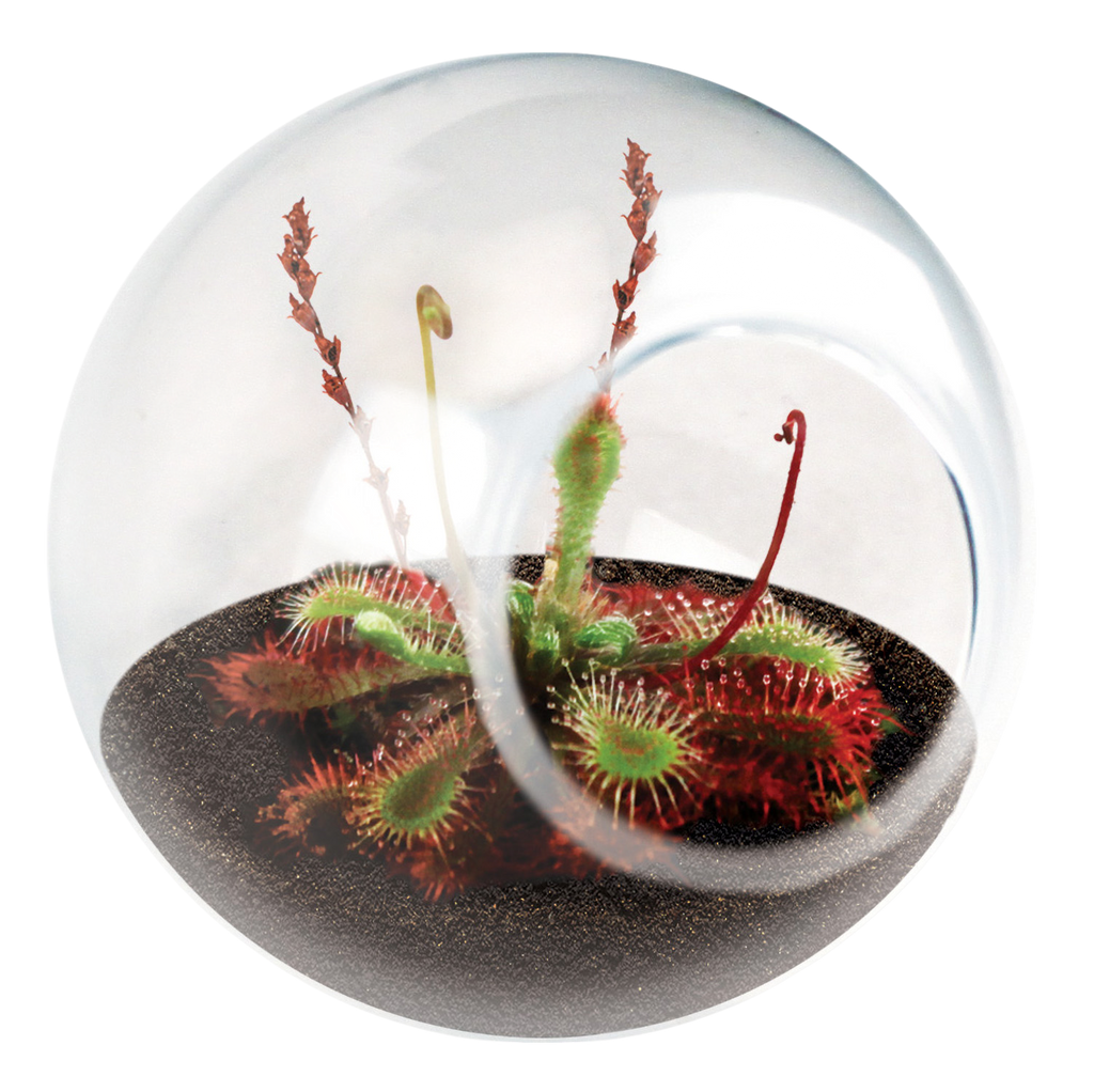 Tiny glass terrarium with red and green sundew plants in dark soil