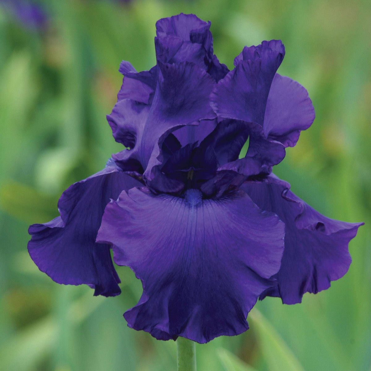 Titans Glory bearded iris with a large, ruffled deep purple bloom