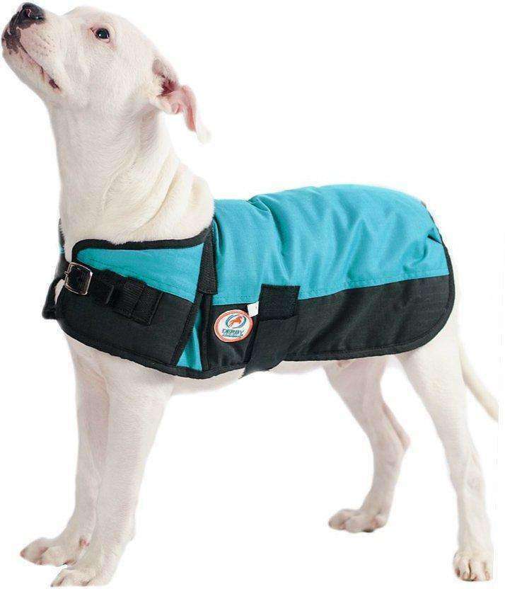 Blue and black waterproof winter dog coat with adjustable chest belt