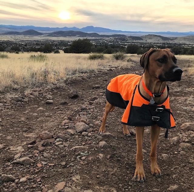 Orange and black waterproof winter dog coat with belly band and front harness strap