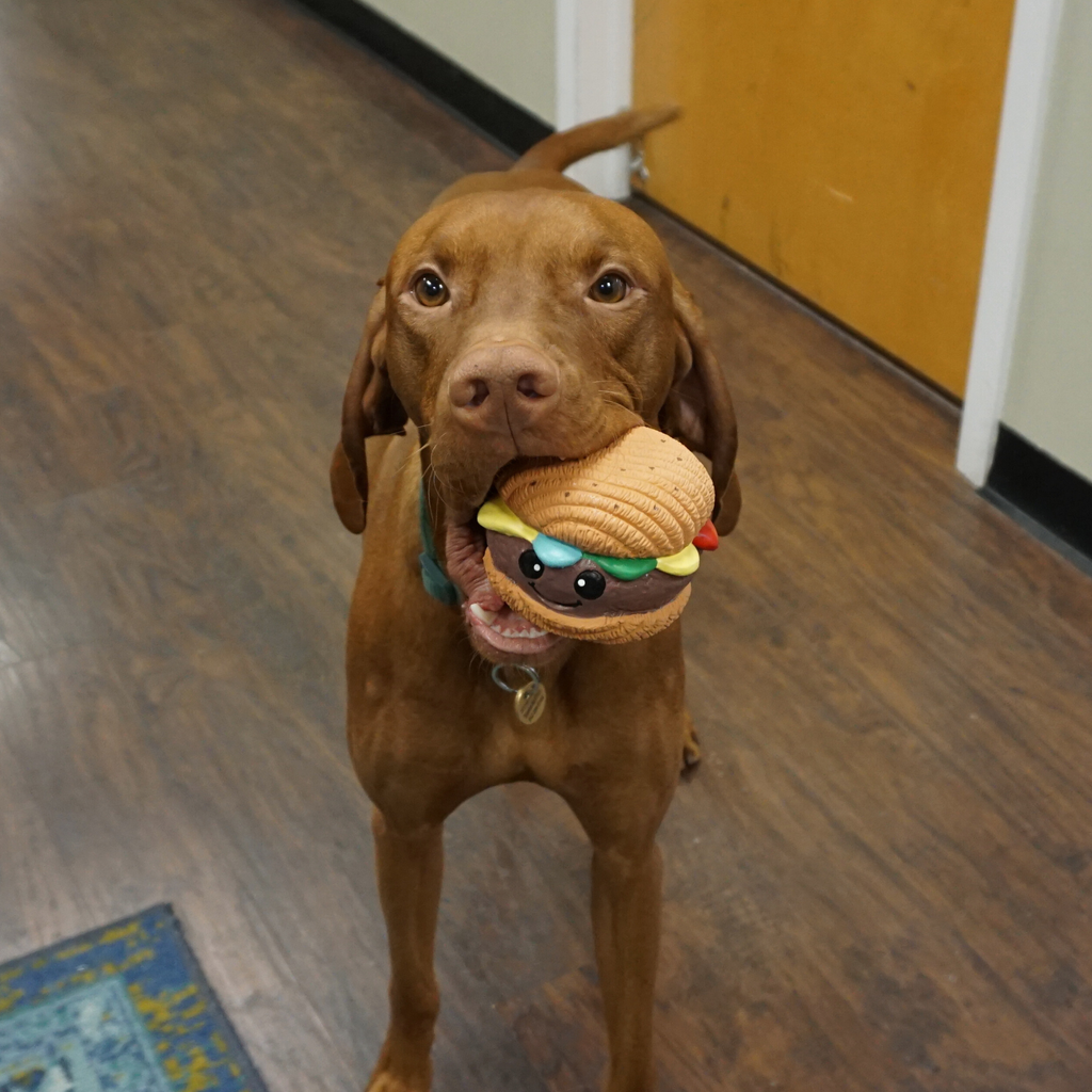 Hamburger Ruff-Tex latex ball dog toy held in a dog's mouth, brown bun with colorful toppings