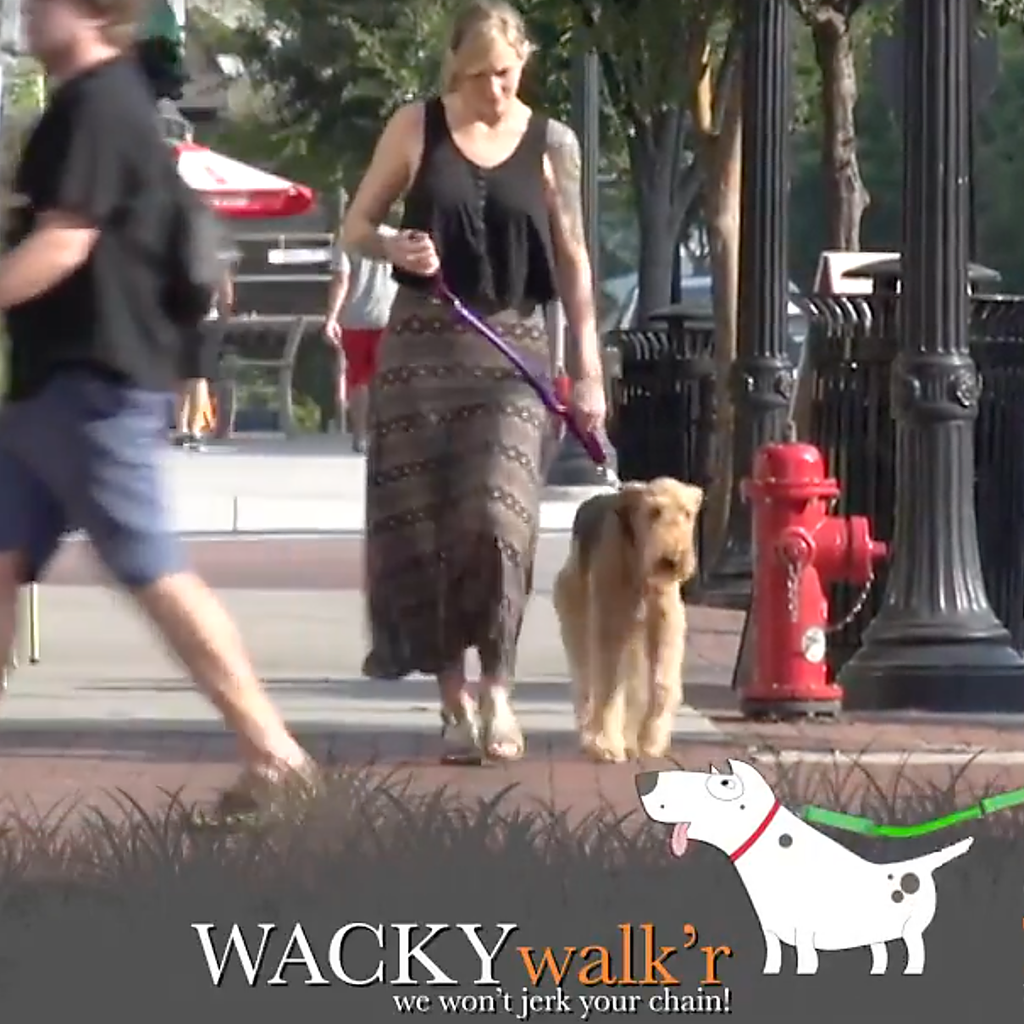 Pink dog leash attached to walking dog with metal clasp