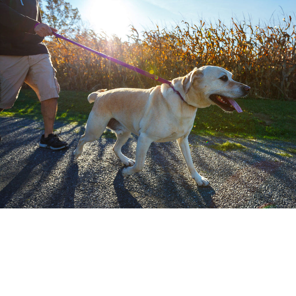 Pink dog leash in use with a running dog and metal clasp