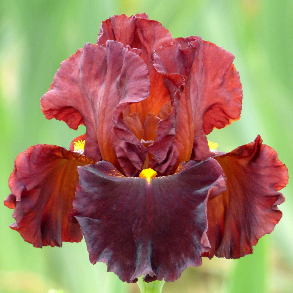 Valentino bearded iris with ruffled burgundy and reddish-purple petals and yellow accents
