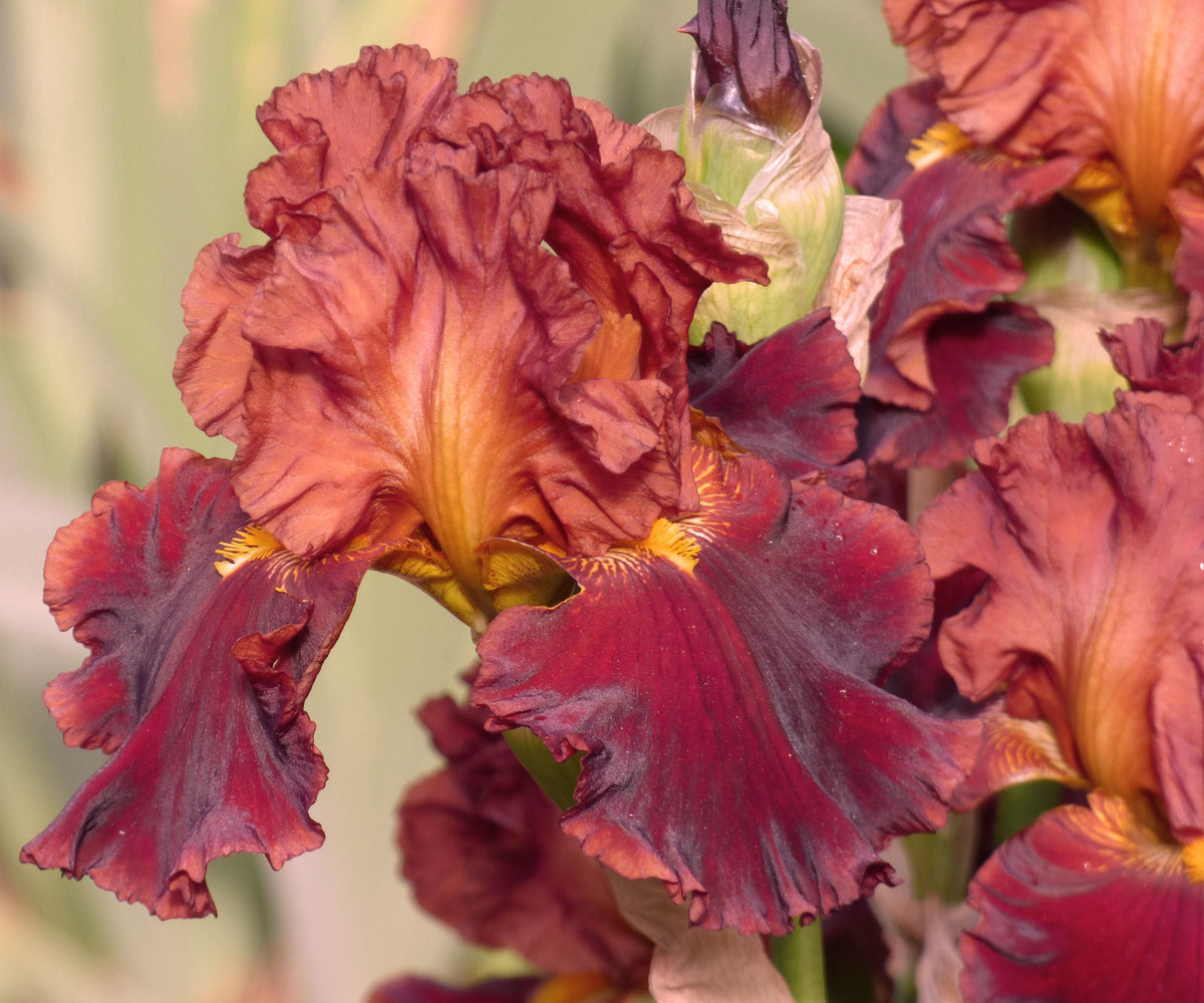 Valentino bearded iris blooms with ruffled burgundy petals and golden-yellow accents