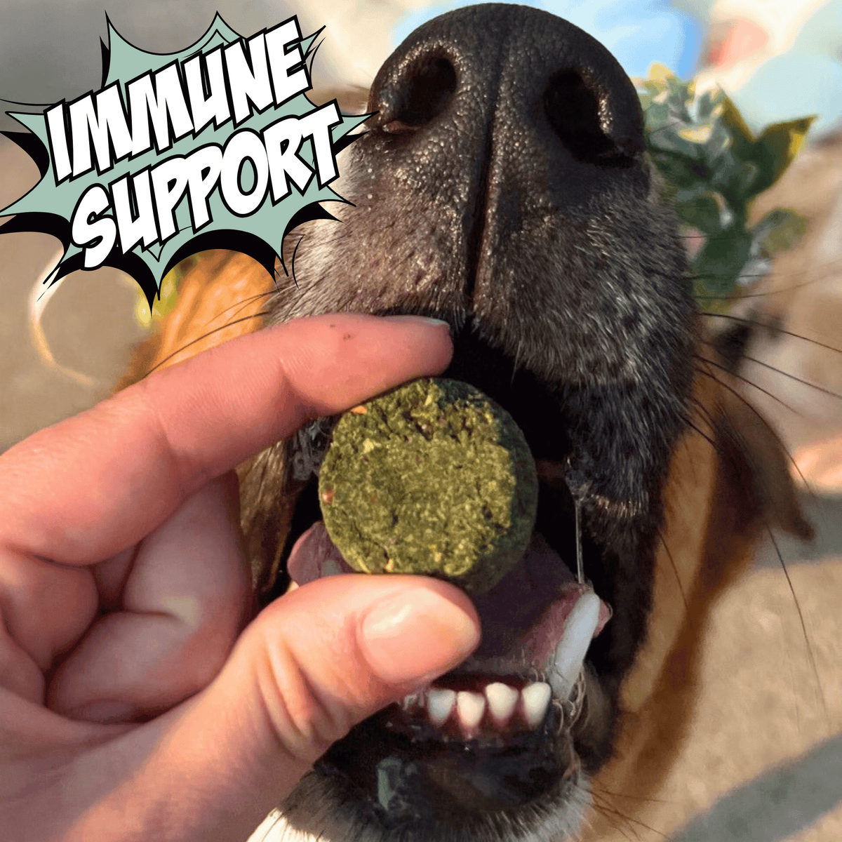 Green crunchy dog biscuit being offered at a dog's mouth