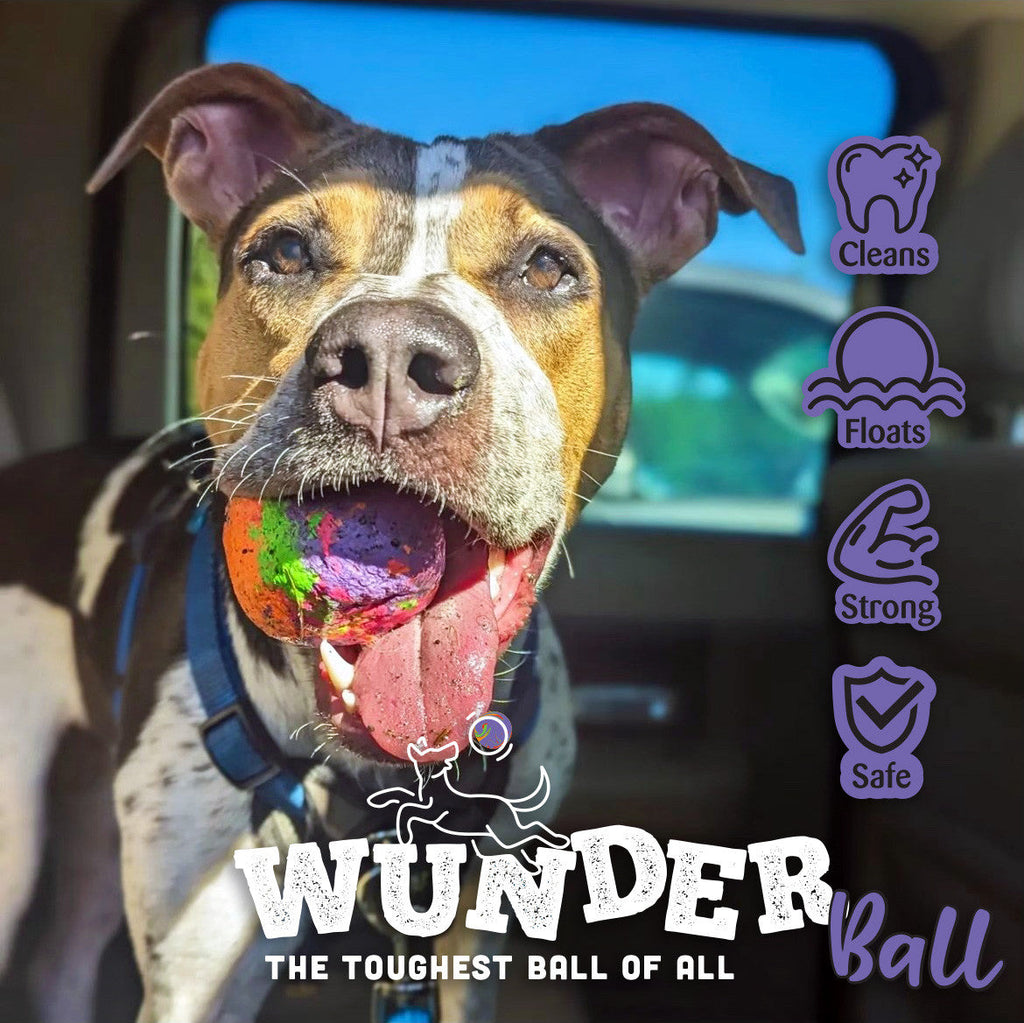 Dog holding a multicolor textured fetch toy ball with a black logo band.