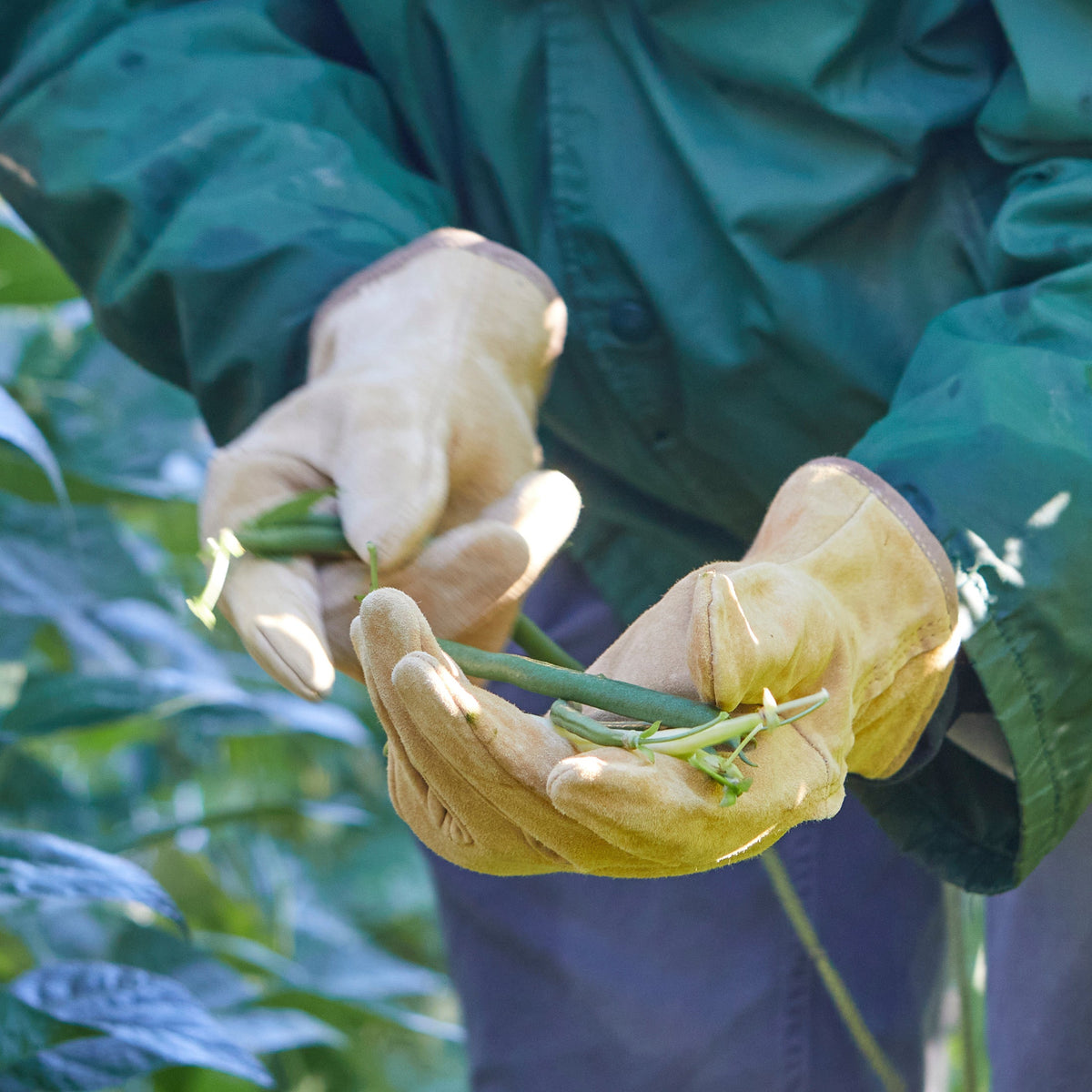 Tan leather work gloves holding green plants; padded knuckles and finger seams.