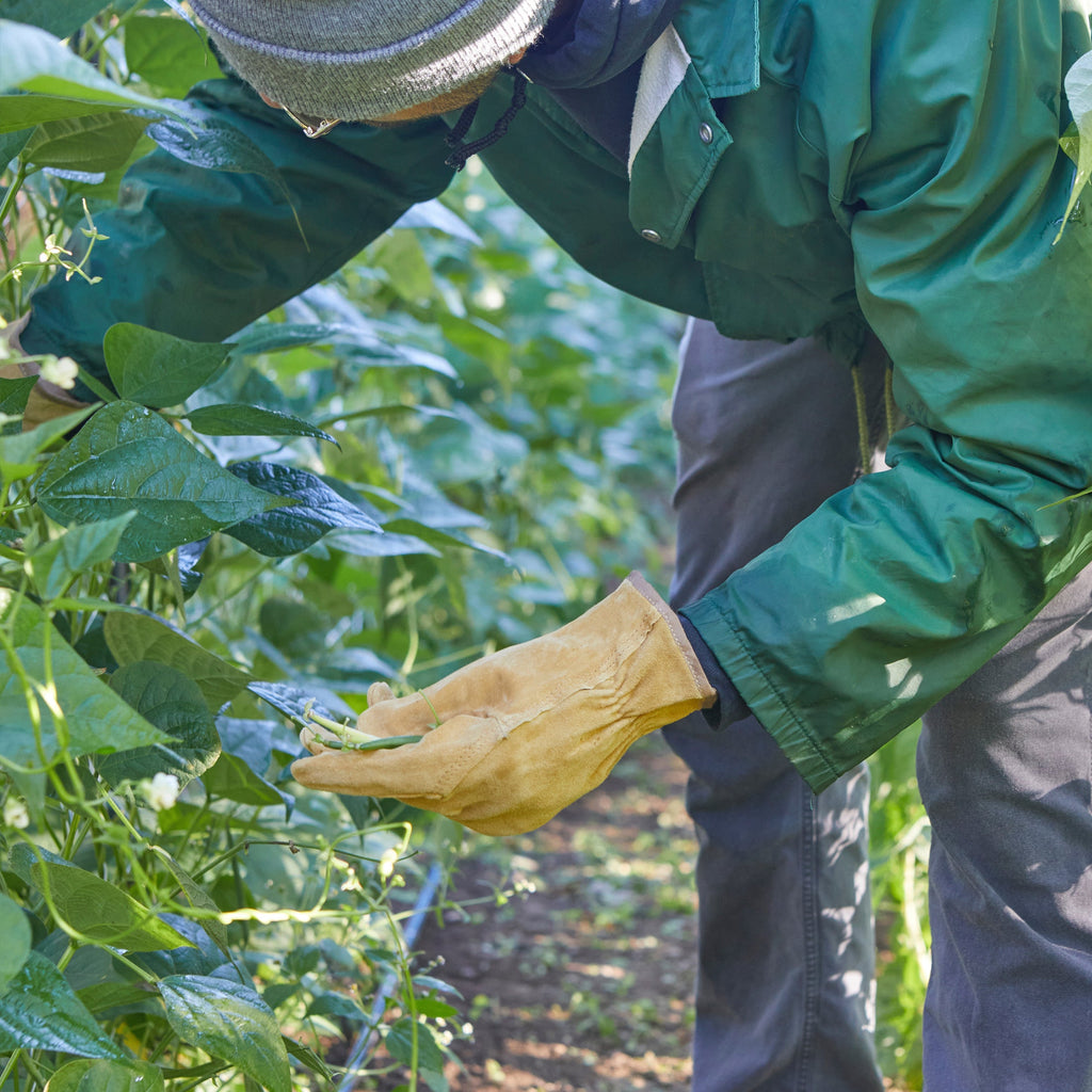 Tan leather work gloves with stitched seams, worn on hands during yard work.