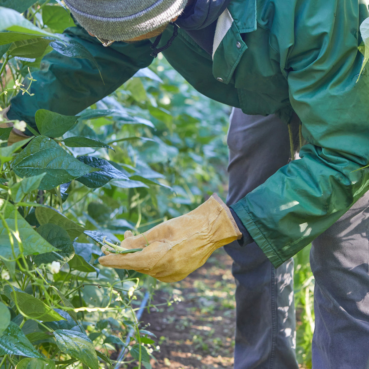 Tan leather work gloves with stitched seams, worn on hands during yard work.