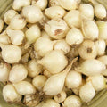 White onion sets with papery skins and dried roots