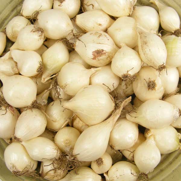 Small white onion sets with roots and papery skins