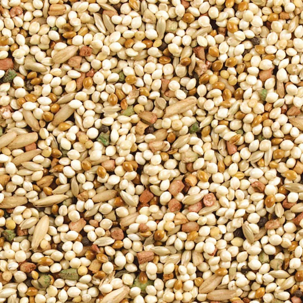 Daily Blend bird food seed mix with assorted grains and seeds in close-up