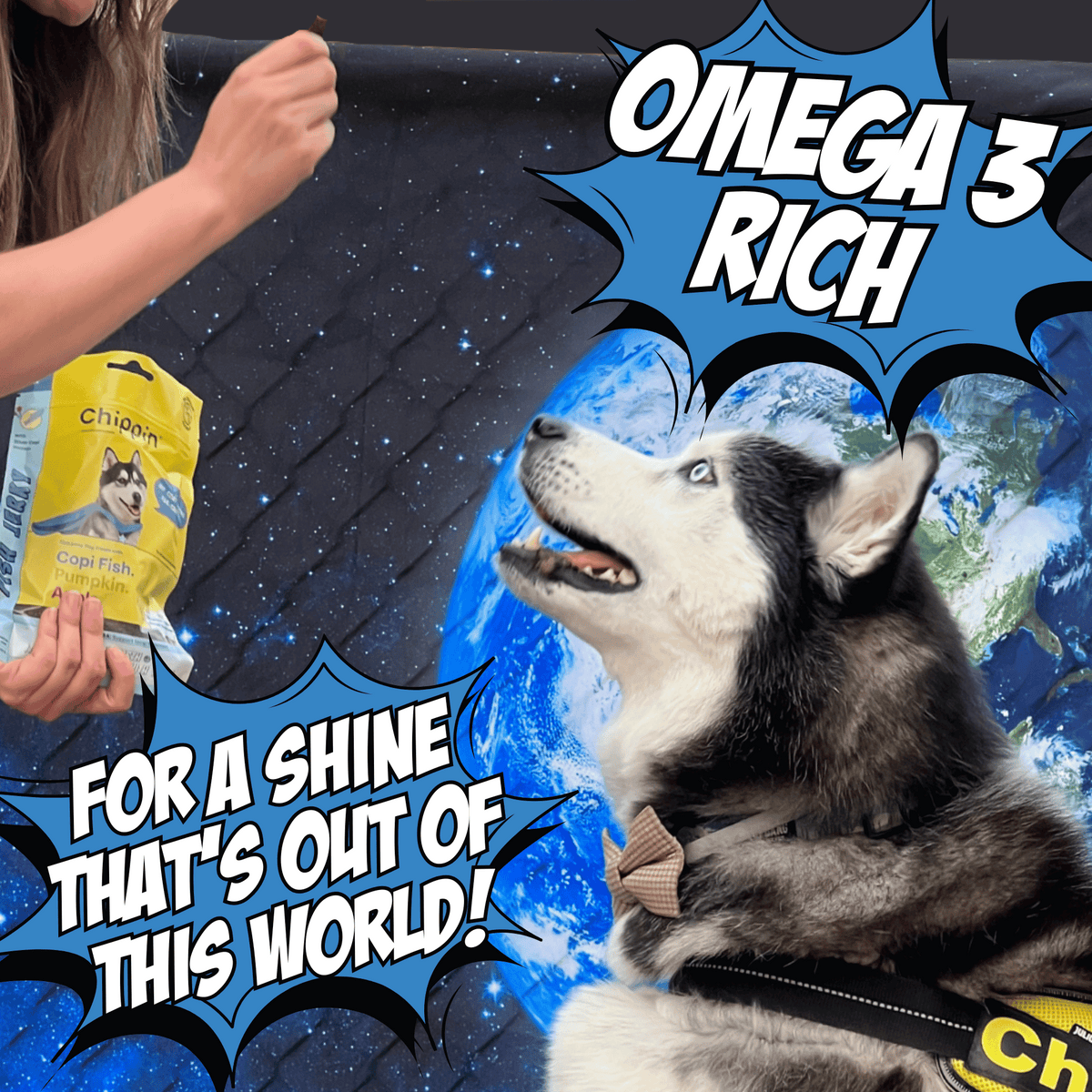 Dog sitting near a yellow dog treat pouch, with blue motion graphic above the pack.