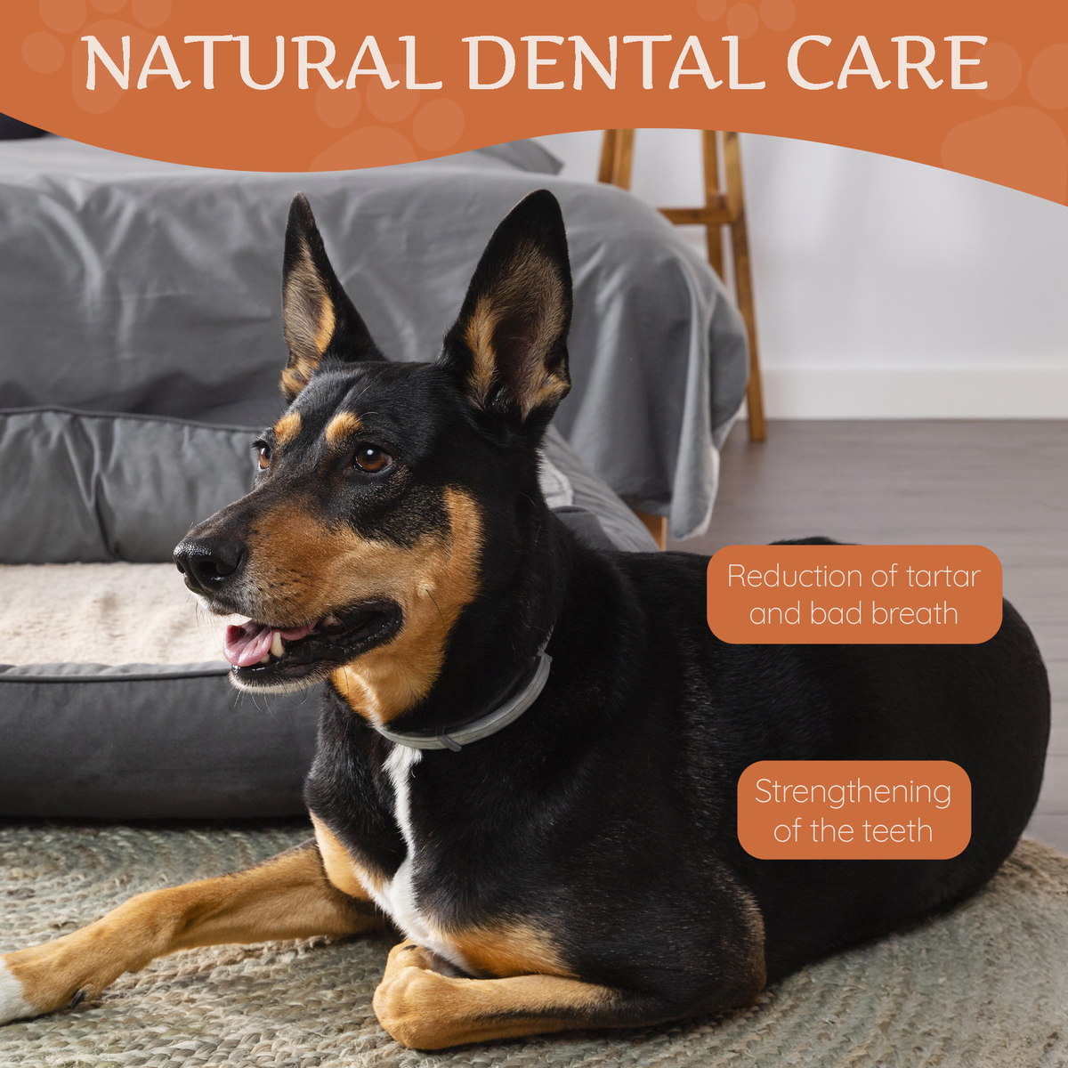 Dog lying down with a yak cheese chew treat, natural dental care theme
