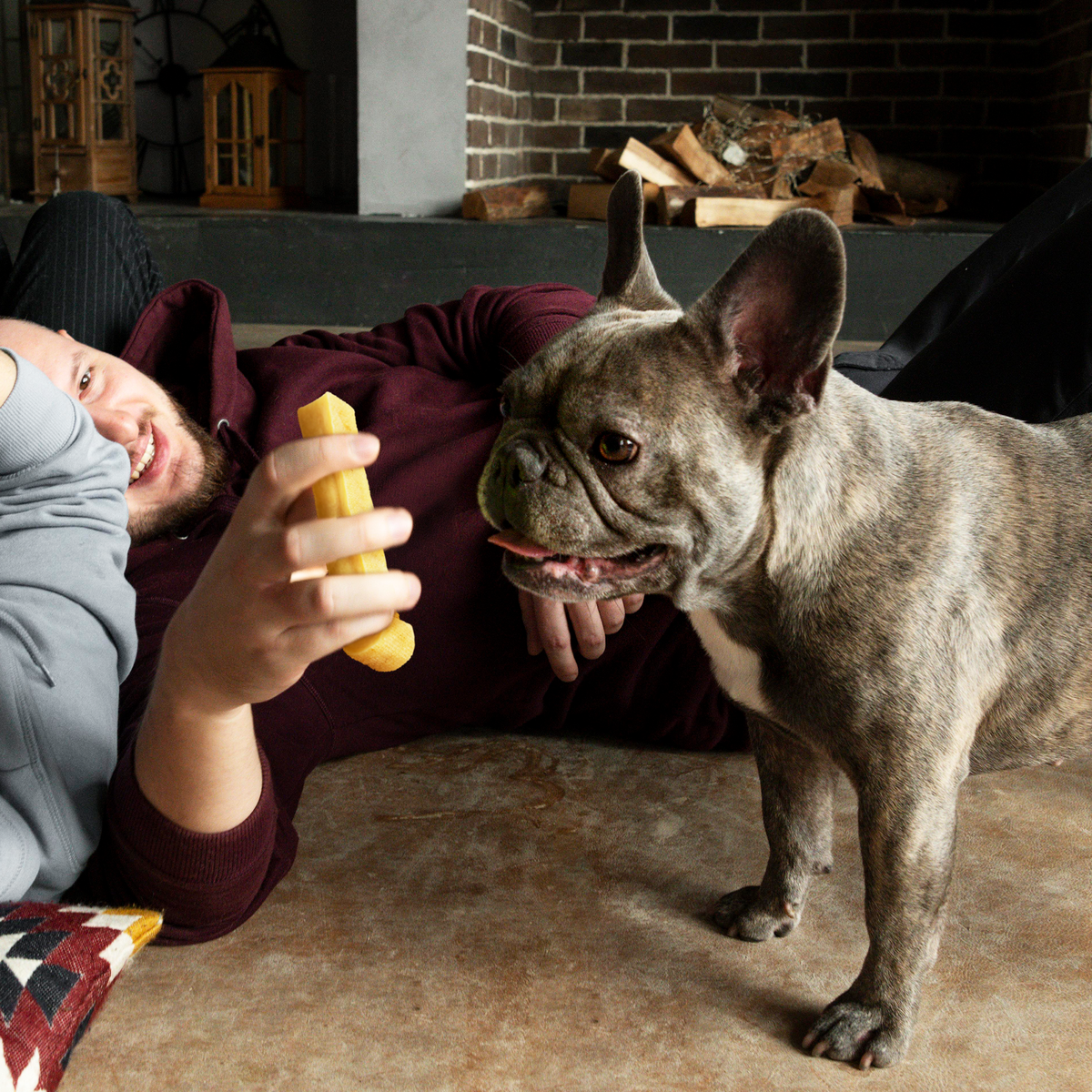 Dog approaching a person while holding a yak cheese chew treat