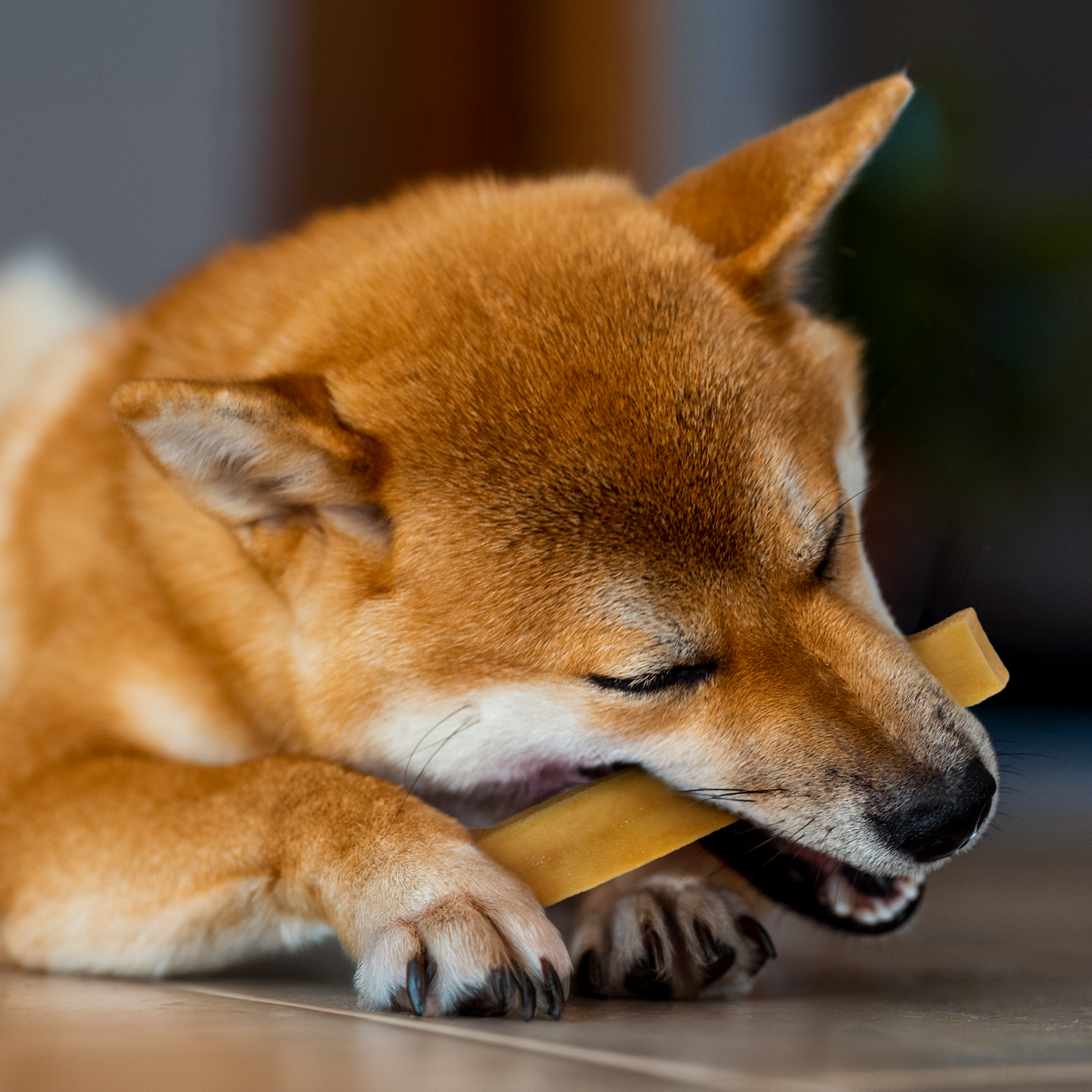 Dog sleeping with a yak cheese chew treat near its mouth