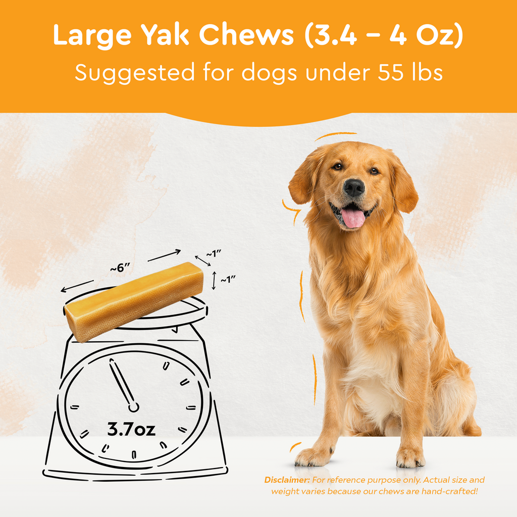 Large yak chew size illustration beside sitting golden dog