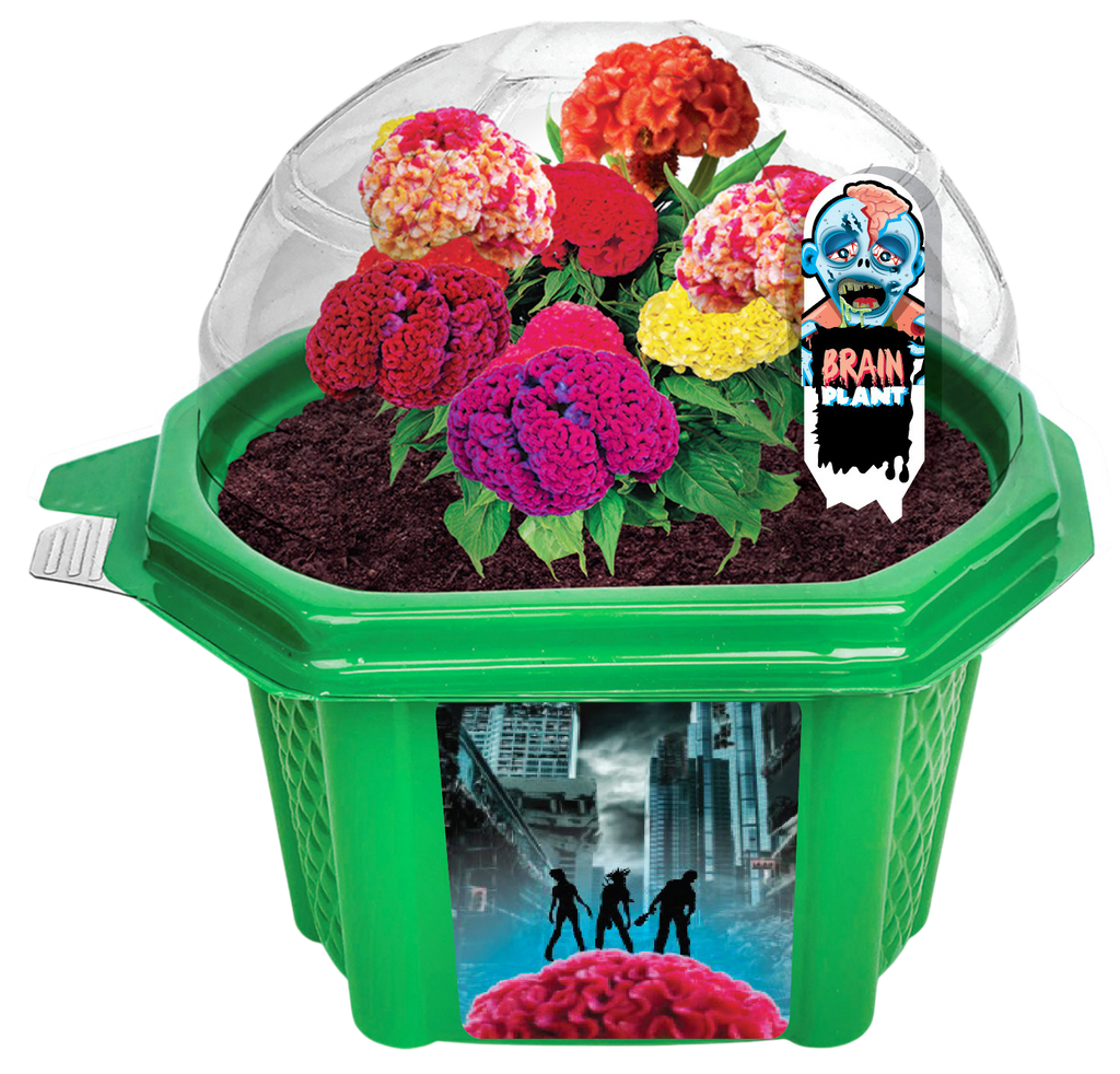 Green micro dome terrarium with clear cover, dark soil, and colorful brain-shaped flowers.