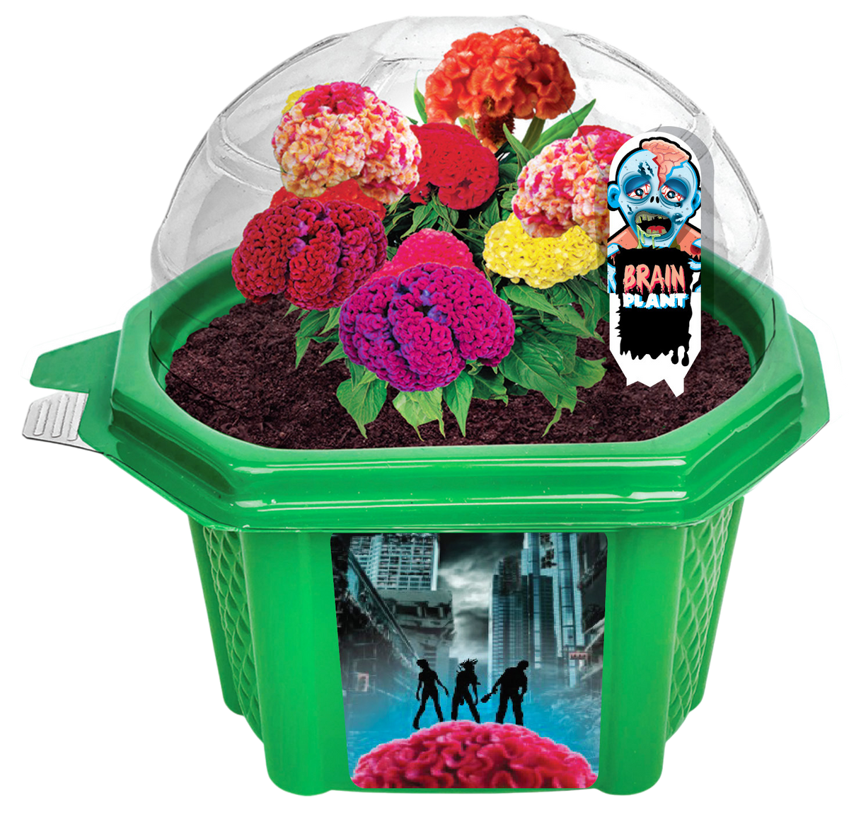 Green micro dome terrarium with clear cover, dark soil, and colorful brain-shaped flowers.