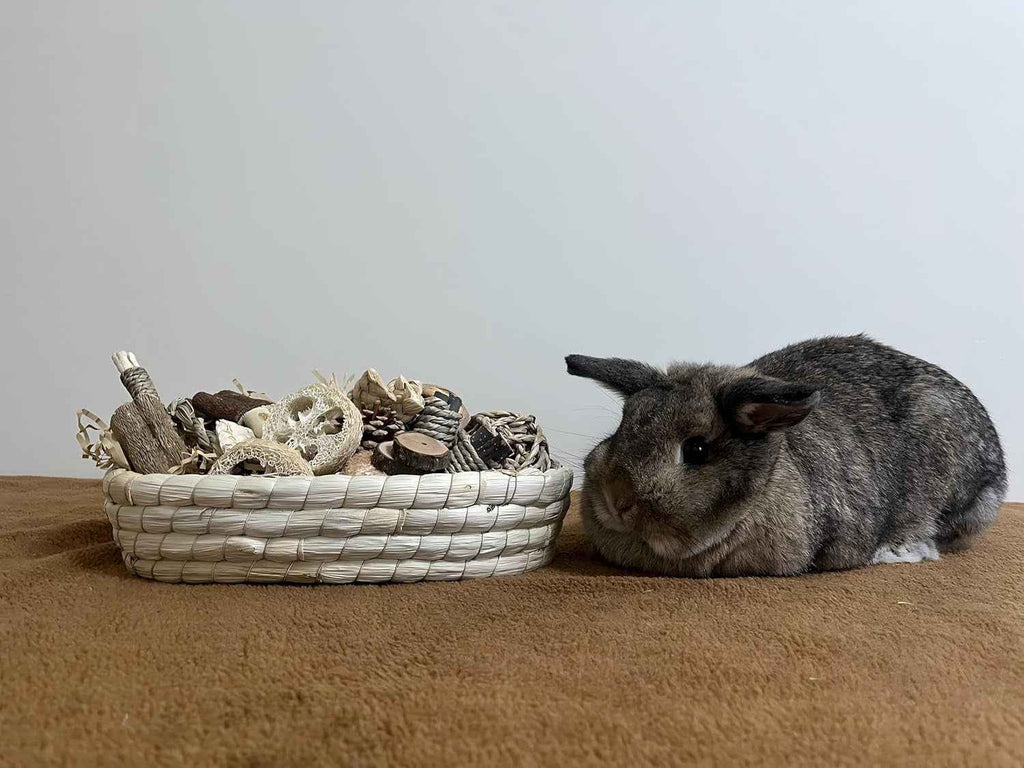 Woven basket of assorted rabbit chew toys beside a chinchilla