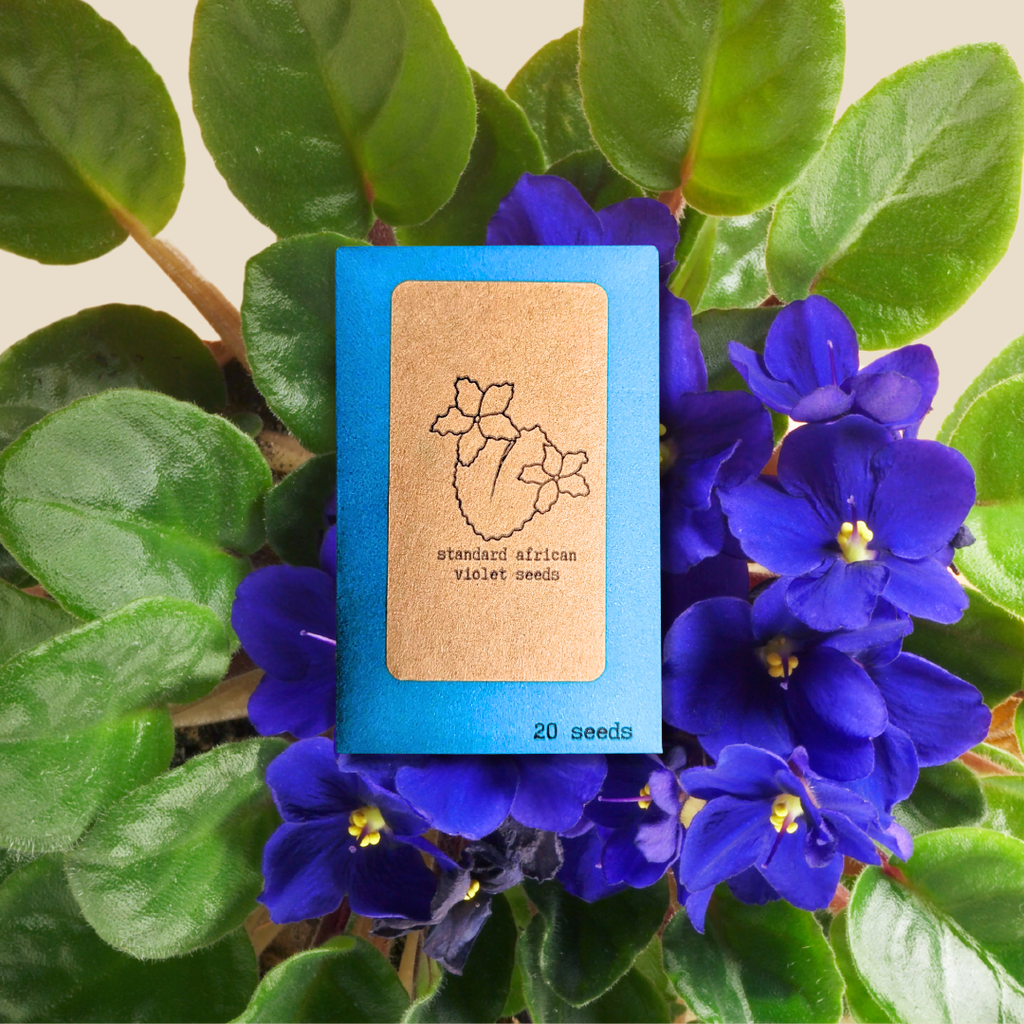 African violet seed packet with illustration and label “standard african violet seeds”