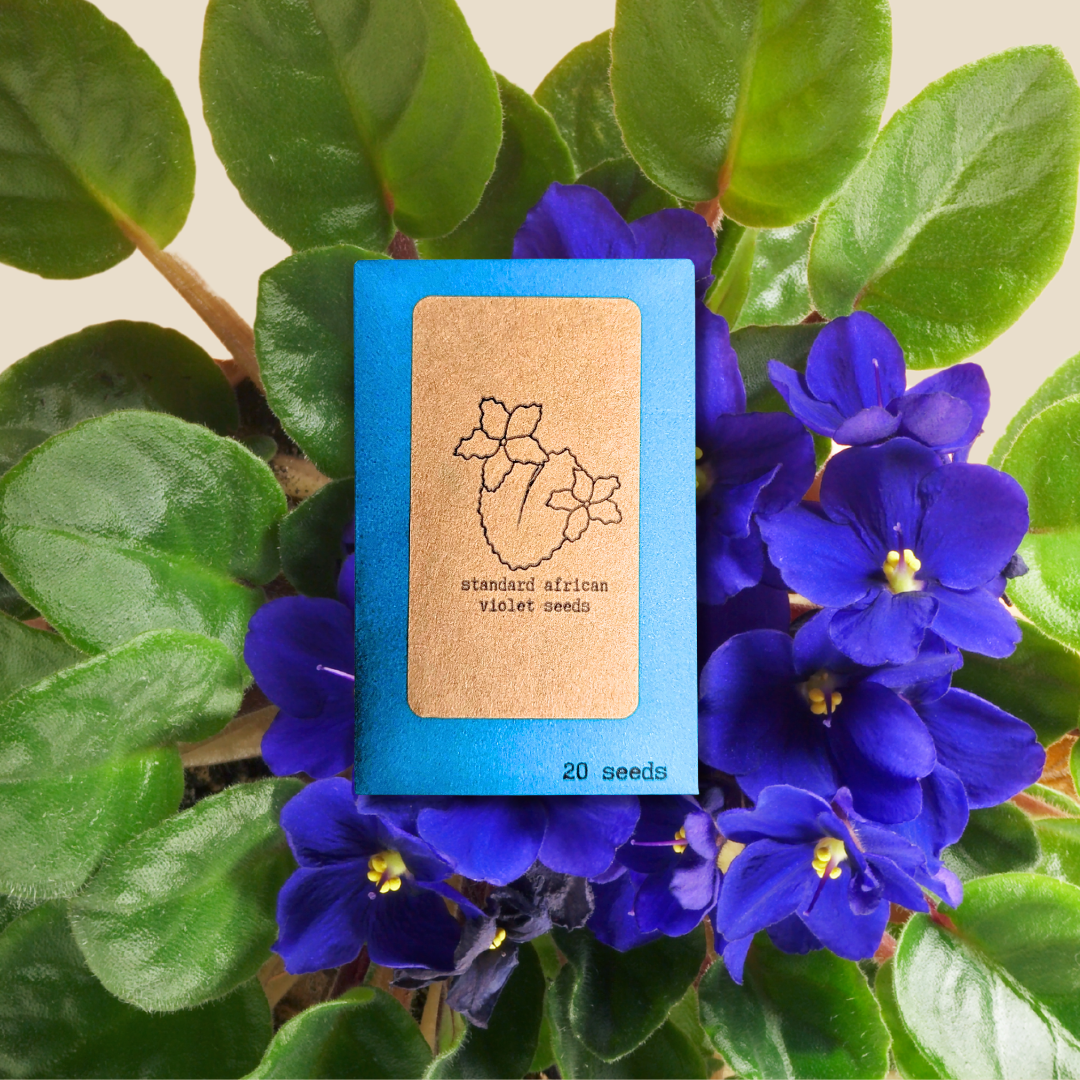 African violet seed packet with illustration and label “standard african violet seeds”