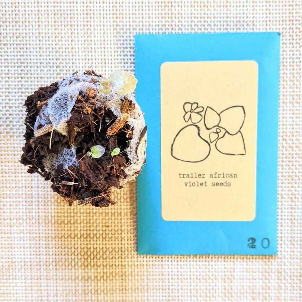 Trailer African violet seed packet with a planting cup holding dark soil and seedlings