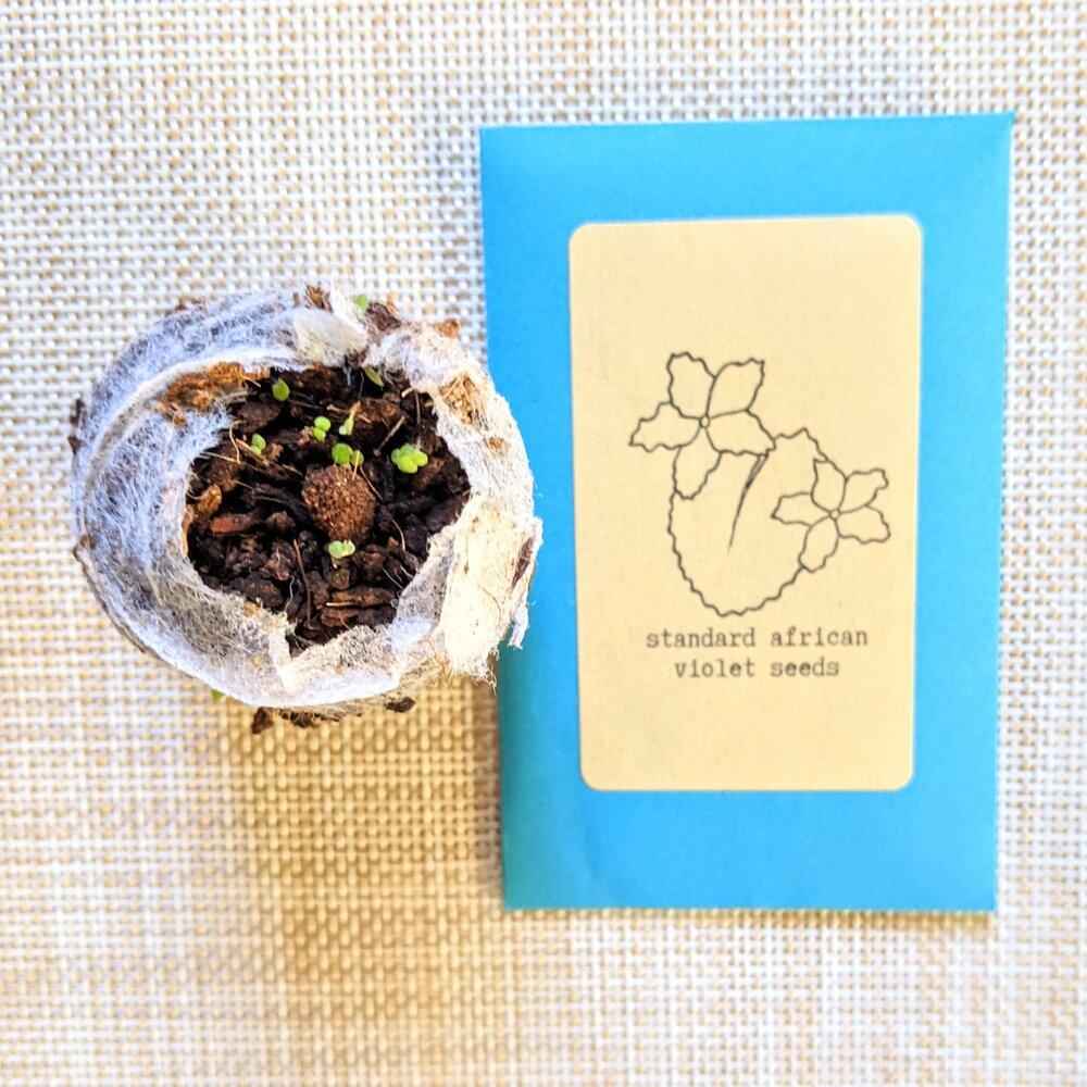 Standard African violet seed packet with a wrapped planting cup of dark soil
