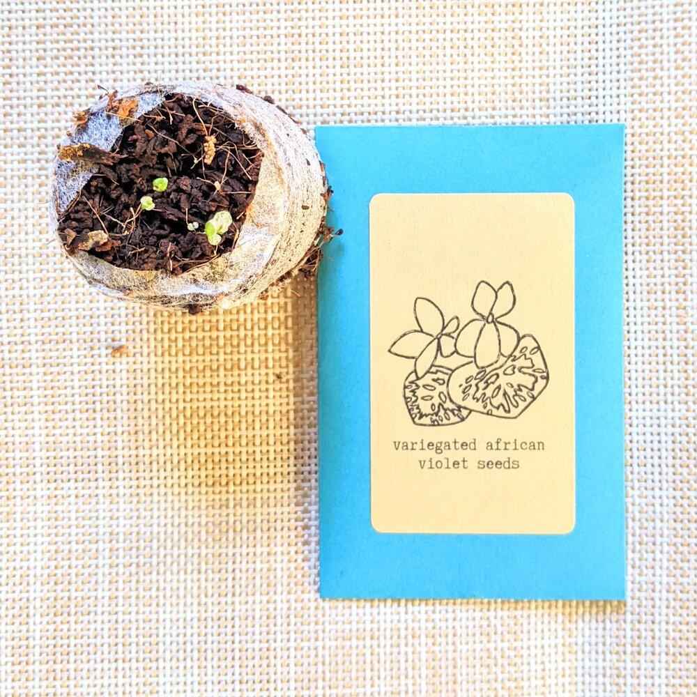 Variegated African violet seed packet beside a small cup with dark seed starter mix