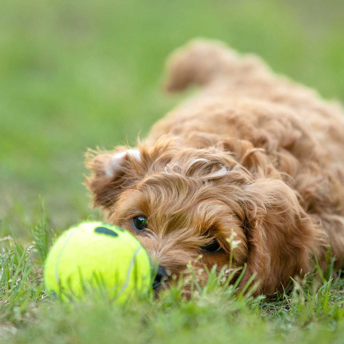 Small dog playing with a neon green squeaky tennis ball on grass