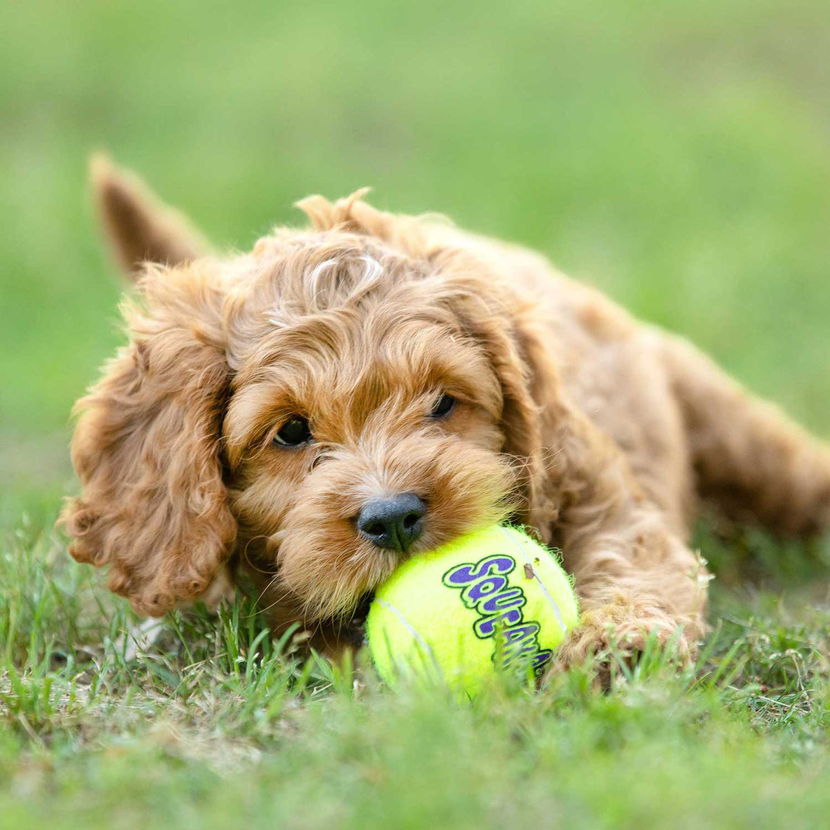 Puppy chewing a neon green SquakAir squeaky tennis ball outdoors